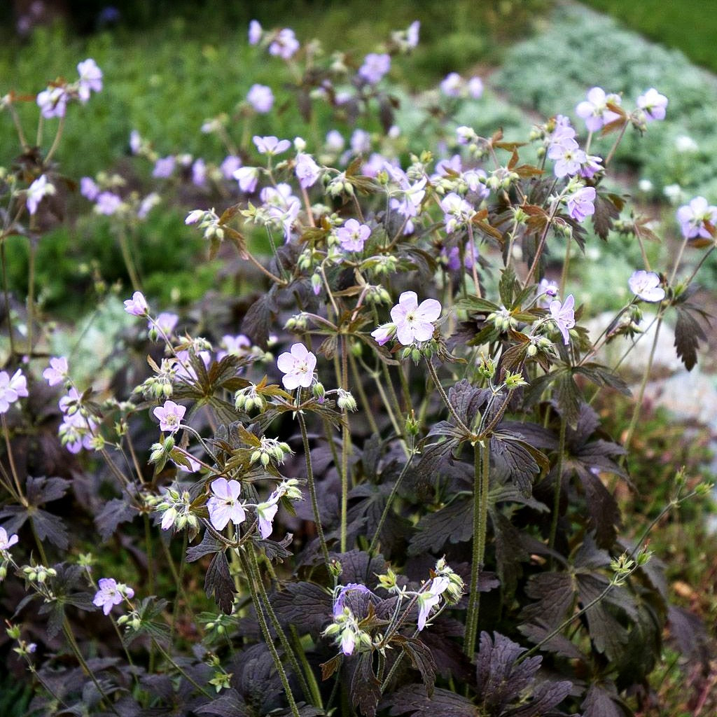 Braunblättriger Storchschnabel 'Espresso' (Geranium maculatum)