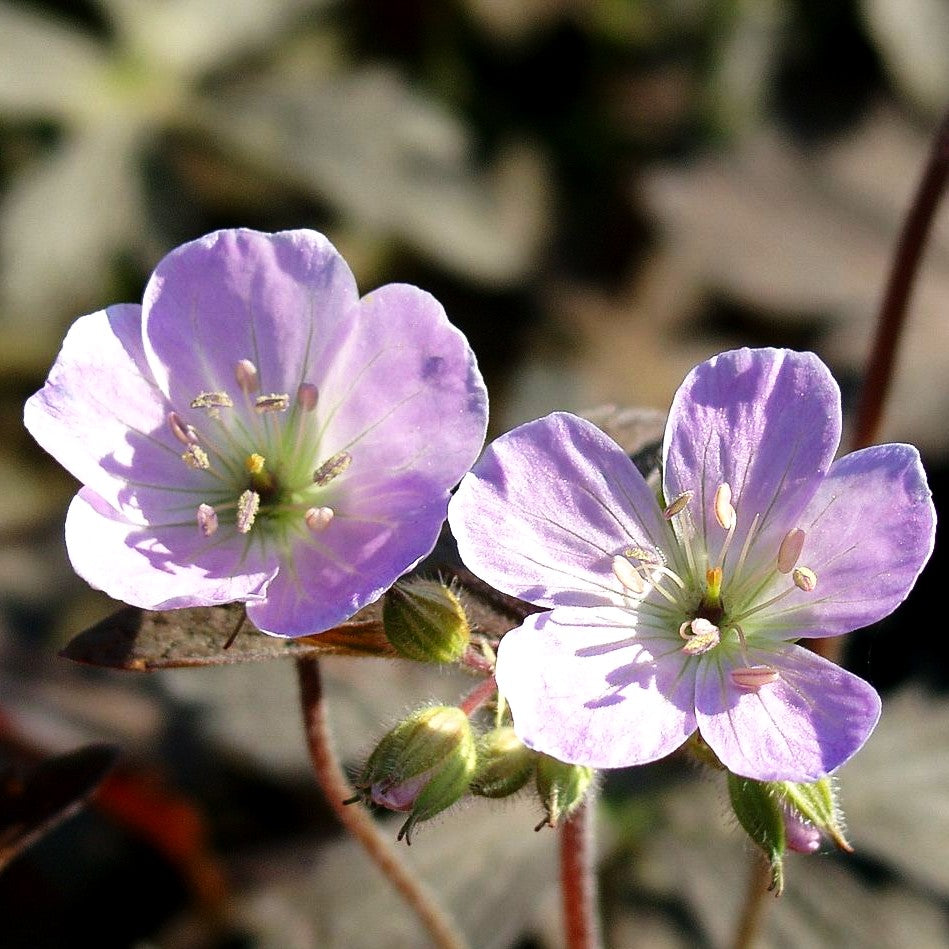 Braunblättriger Storchschnabel 'Espresso' (Geranium maculatum)