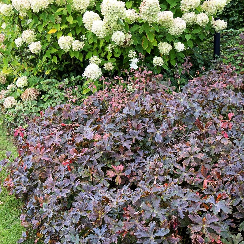 Braunblättriger Storchschnabel 'Espresso' (Geranium maculatum)