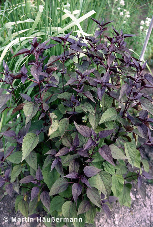 Braunblättriger Wasserdost 'Chocolate' (Eupatorium rugosum)