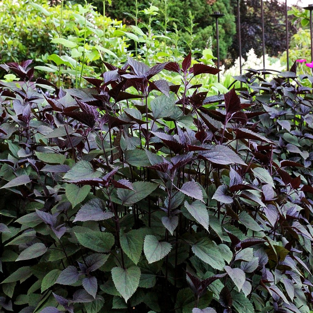 Braunblättriger Wasserdost 'Chocolate' (Eupatorium rugosum)