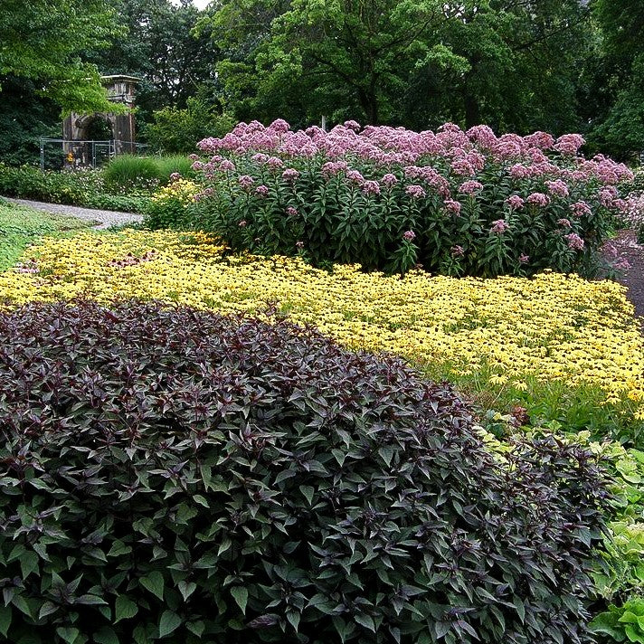 Braunblättriger Wasserdost 'Chocolate' (Eupatorium rugosum)