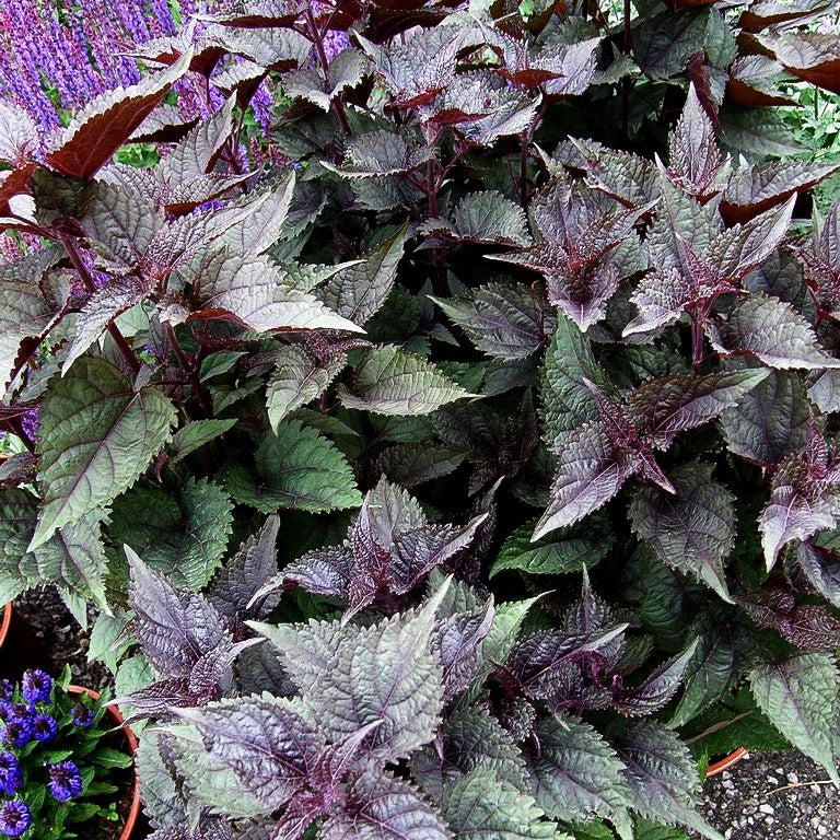 Braunblättriger Wasserdost 'Chocolate' (Eupatorium rugosum)