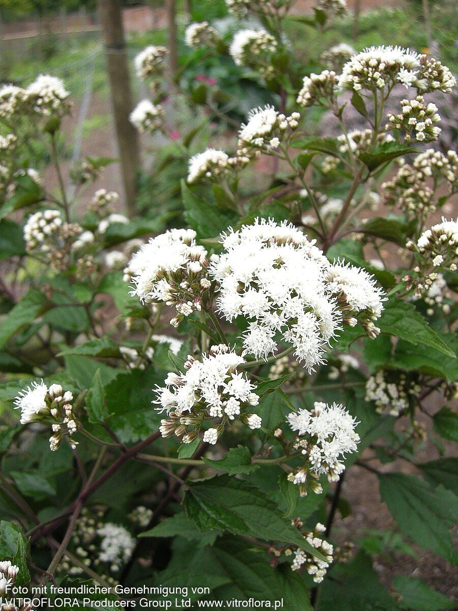 Braunblättriger Wasserdost 'Chocolate' (Eupatorium rugosum)