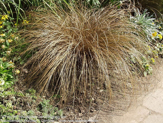 Braune Segge 'Bronco' (Carex comans)