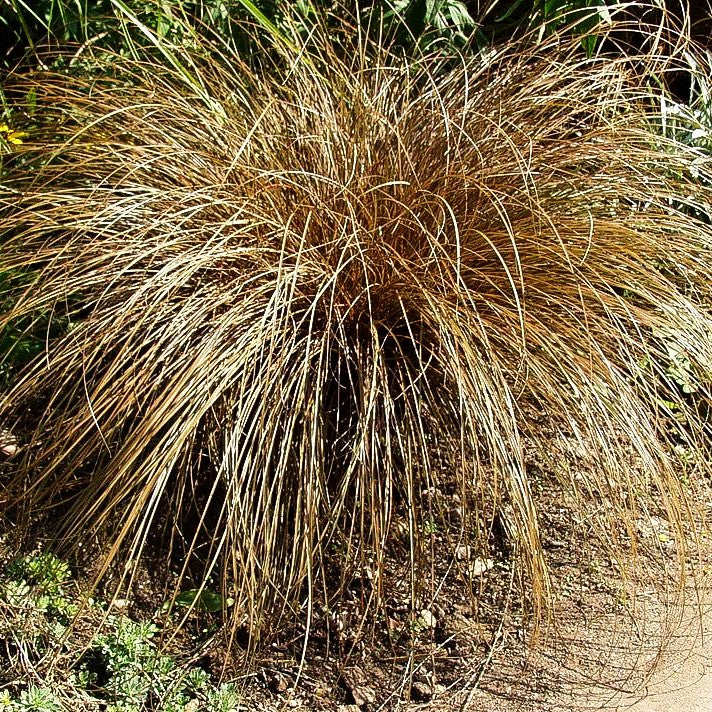 Braune Segge 'Bronco' (Carex comans)