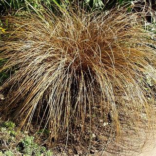 Braune Segge 'Bronco' (Carex comans)