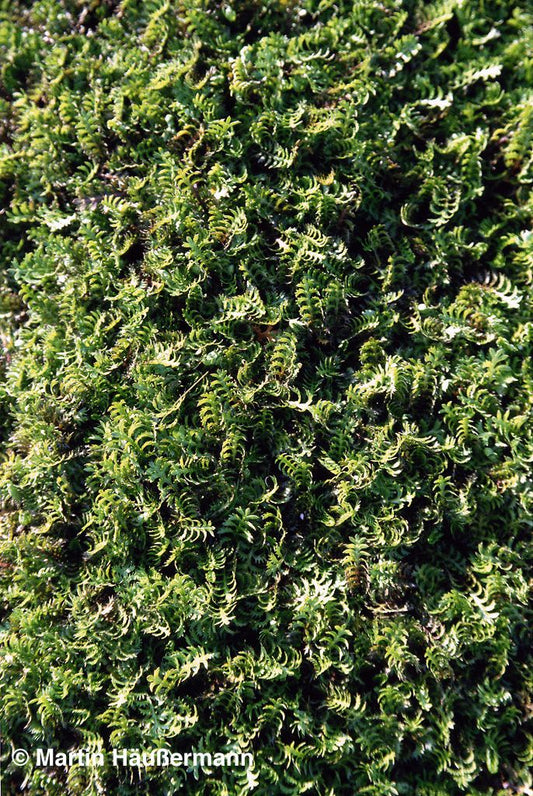 Brauner Fiederteppich (Cotula squalida)