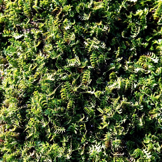 Brauner Fiederteppich (Cotula squalida)