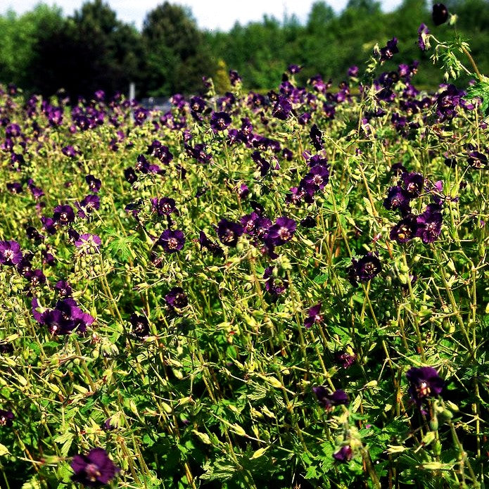 Brauner Storchschnabel (Geranium phaeum)