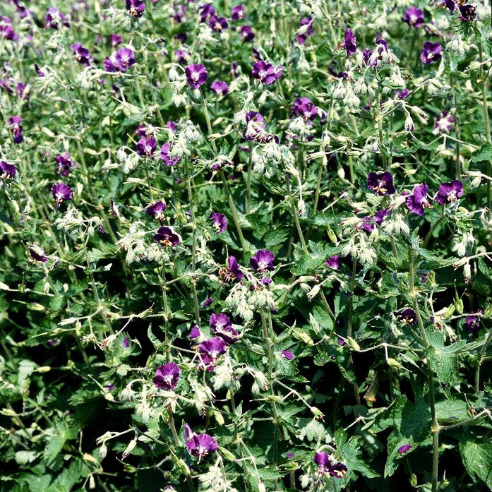 Brauner Storchschnabel (Geranium phaeum)