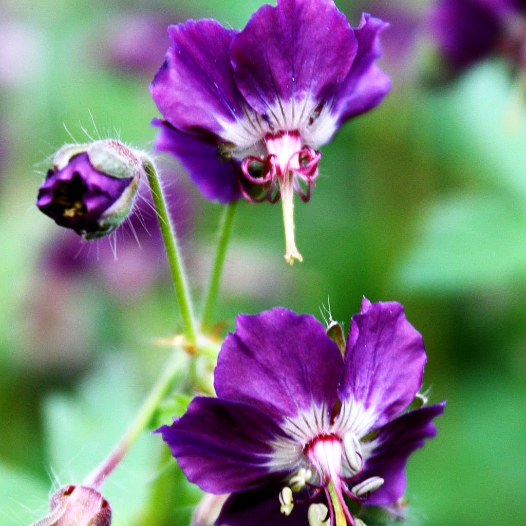 Brauner Storchschnabel (Geranium phaeum)