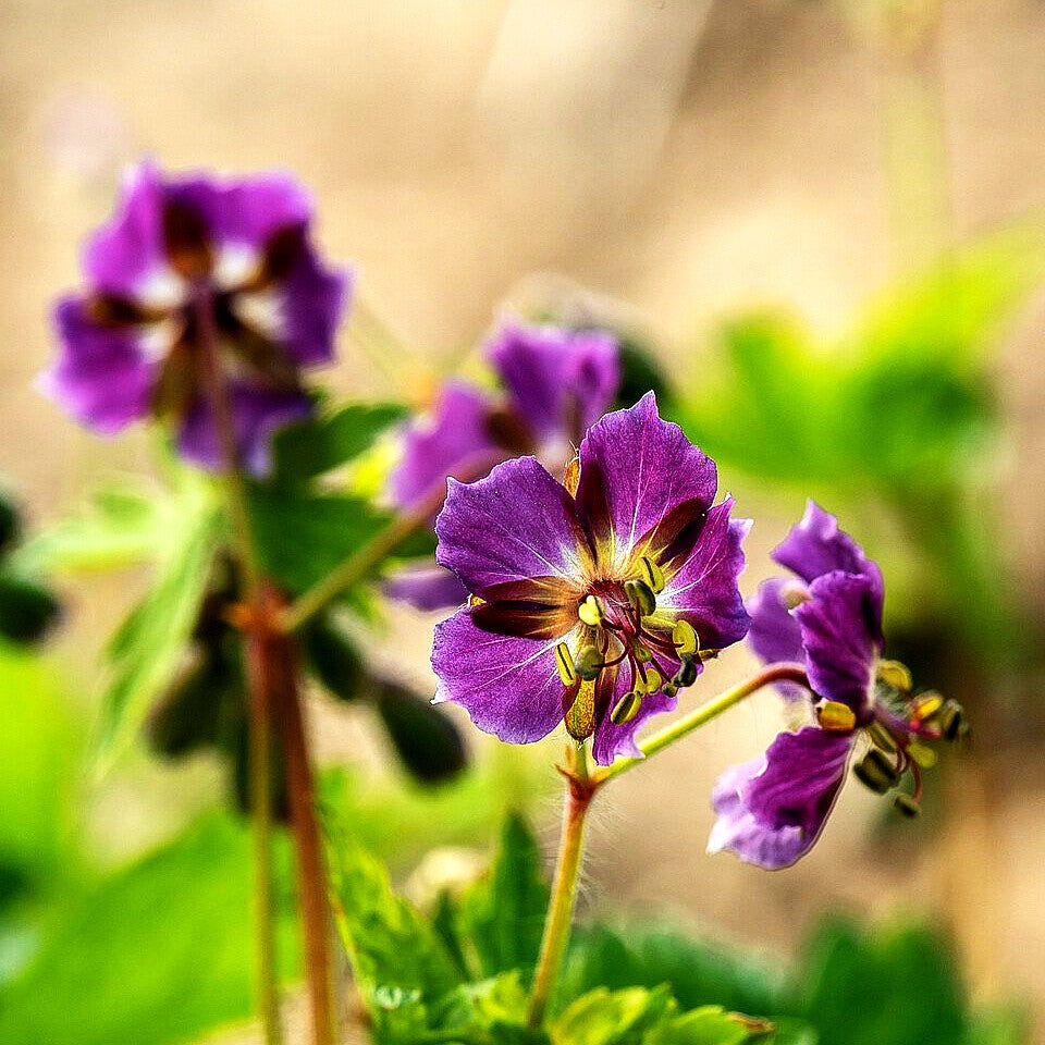 Brauner Storchschnabel (Geranium phaeum)