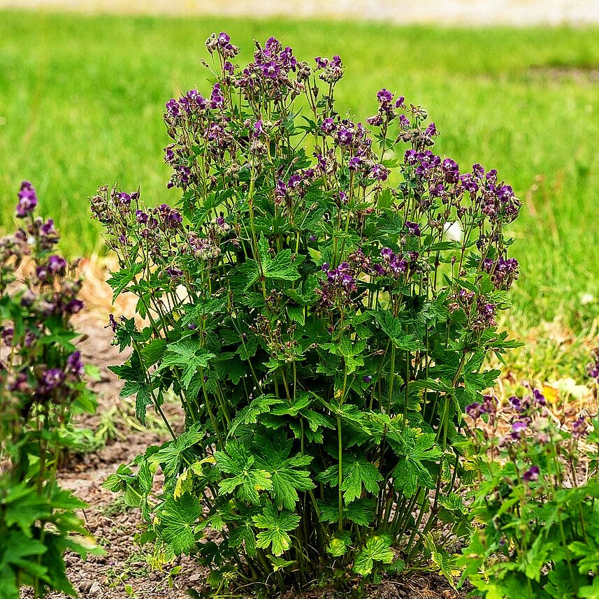 Brauner Storchschnabel (Geranium phaeum)