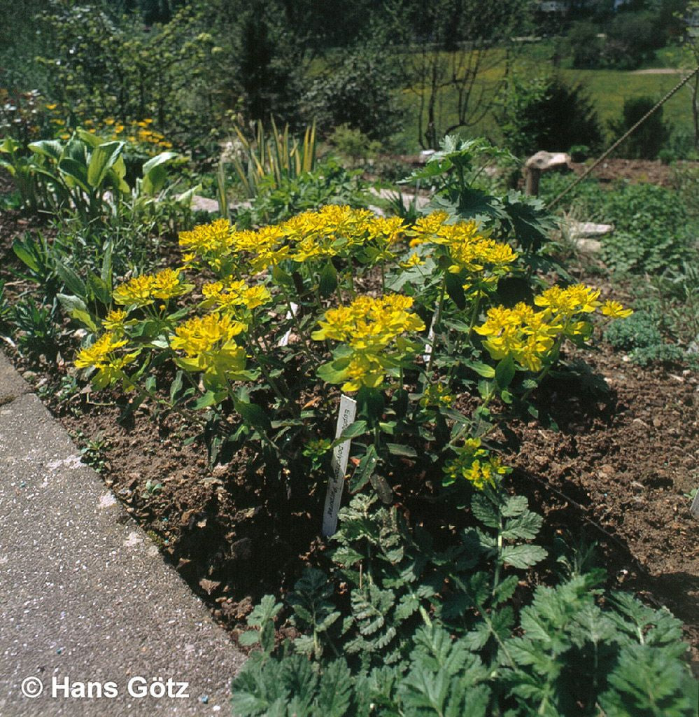 Braunrotblättrige Gold-Wolfsmilch 'Purpurea' (Euphorbia polychroma)