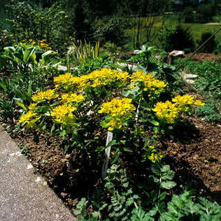 Braunrotblättrige Gold-Wolfsmilch 'Purpurea' (Euphorbia polychroma)