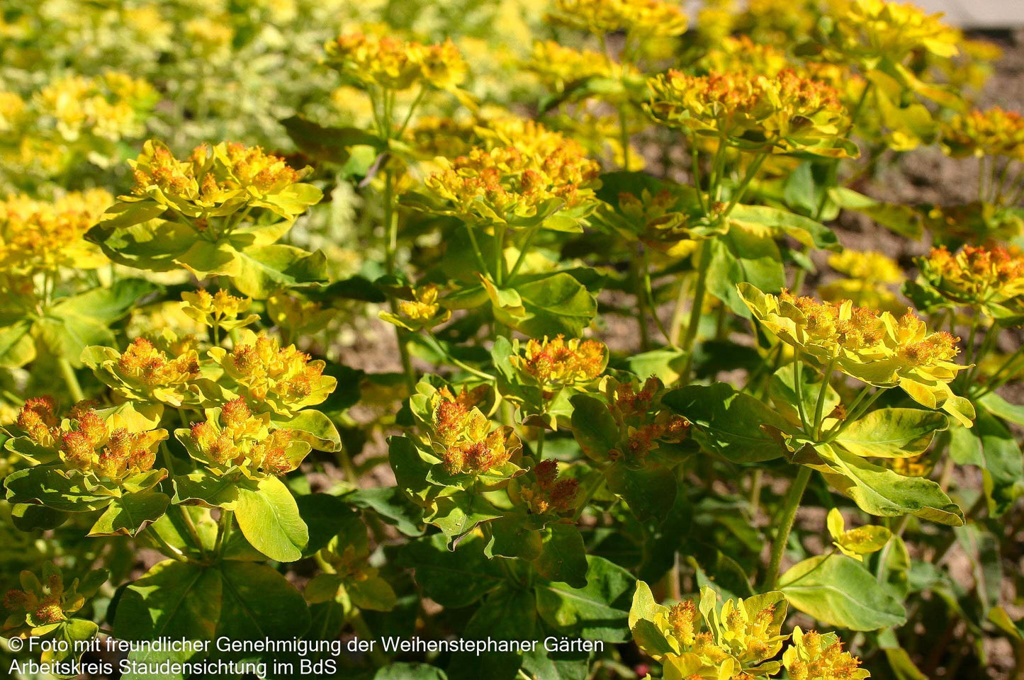 Braunrotblättrige Gold-Wolfsmilch 'Purpurea' (Euphorbia polychroma)