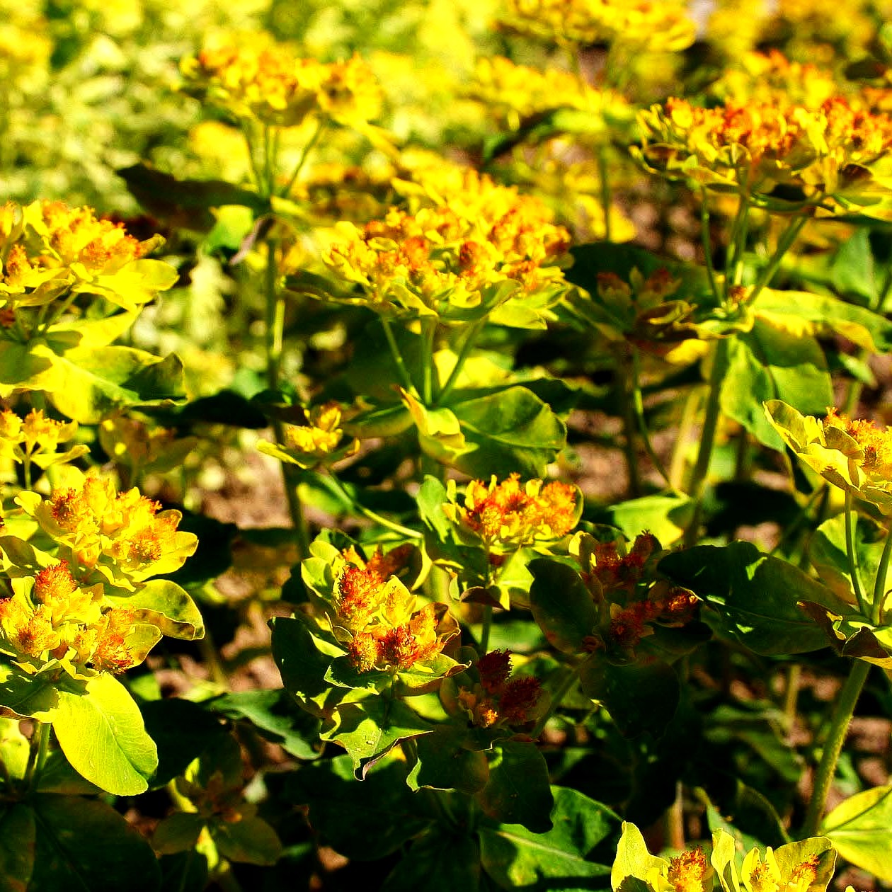 Braunrotblättrige Gold-Wolfsmilch 'Purpurea' (Euphorbia polychroma)