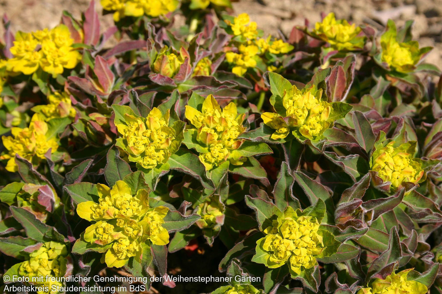 Braunrotblättrige Gold-Wolfsmilch 'Purpurea' (Euphorbia polychroma)