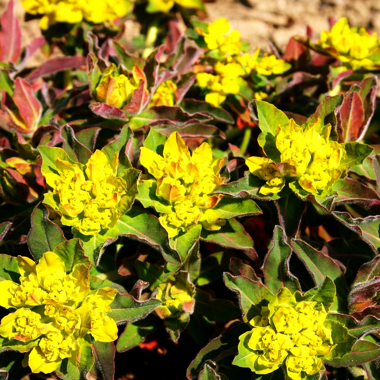 Braunrotblättrige Gold-Wolfsmilch 'Purpurea' (Euphorbia polychroma)