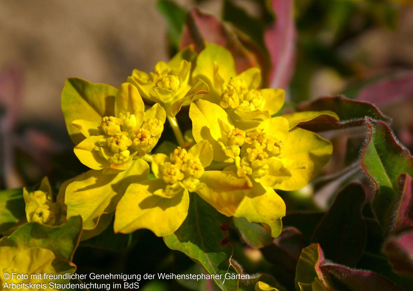 Braunrotblättrige Gold-Wolfsmilch 'Purpurea' (Euphorbia polychroma)