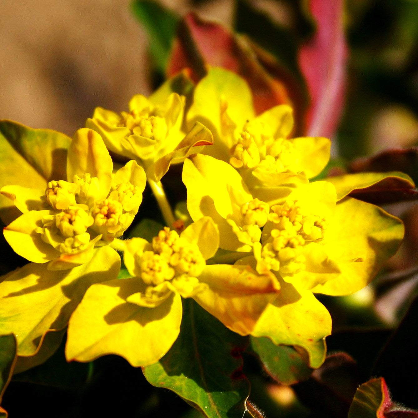 Braunrotblättrige Gold-Wolfsmilch 'Purpurea' (Euphorbia polychroma)