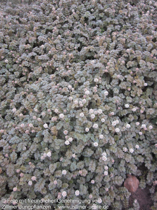 Braunrotes Stachelnüsschen 'Braune Feder' (Acaena microphylla)