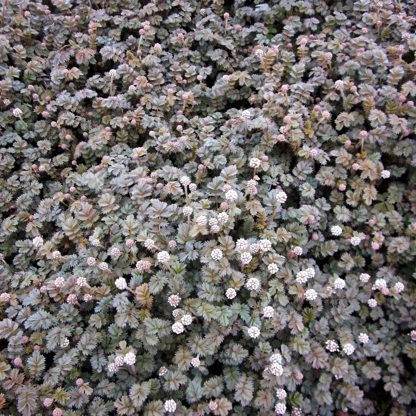 Braunrotes Stachelnüsschen 'Braune Feder' (Acaena microphylla)