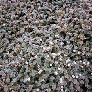 Braunrotes Stachelnüsschen 'Braune Feder' (Acaena microphylla)