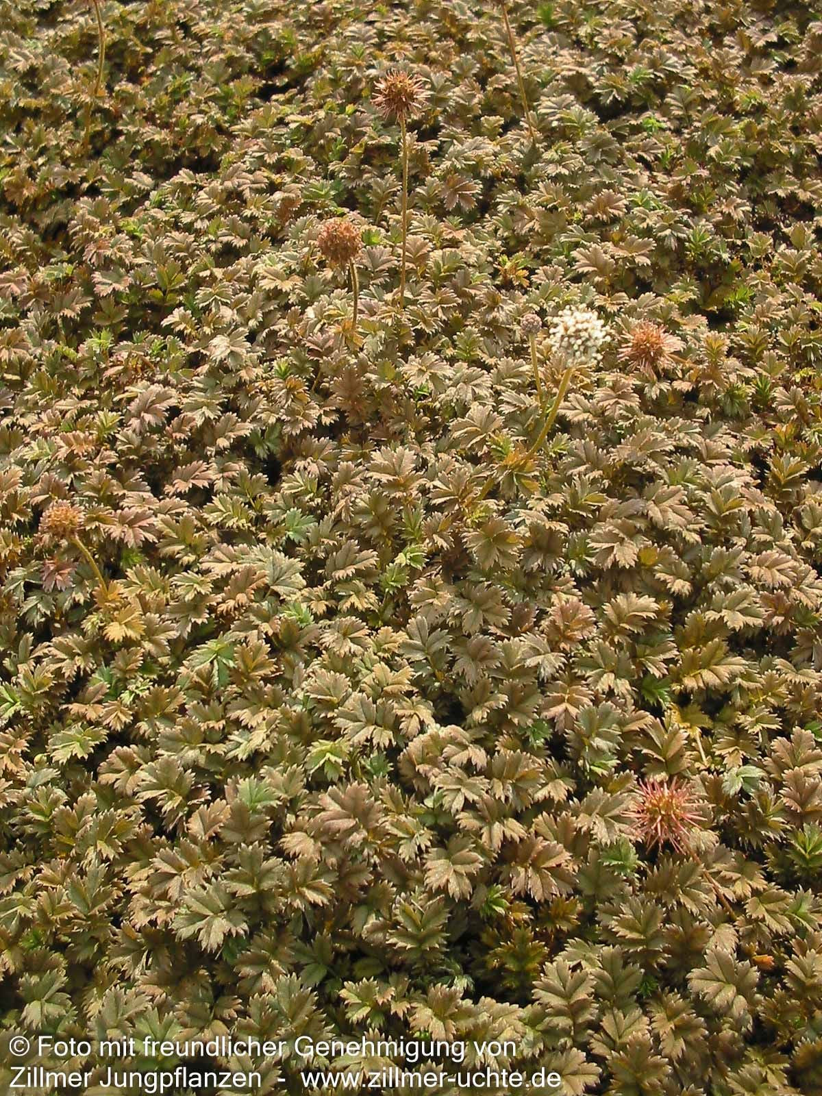 Braunrotes Stachelnüsschen 'Braune Feder' (Acaena microphylla)