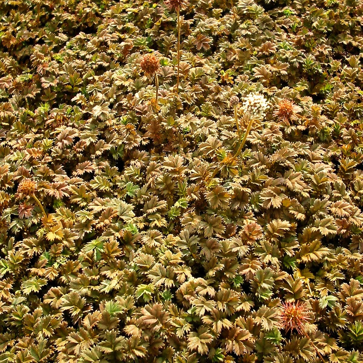 Braunrotes Stachelnüsschen 'Braune Feder' (Acaena microphylla)