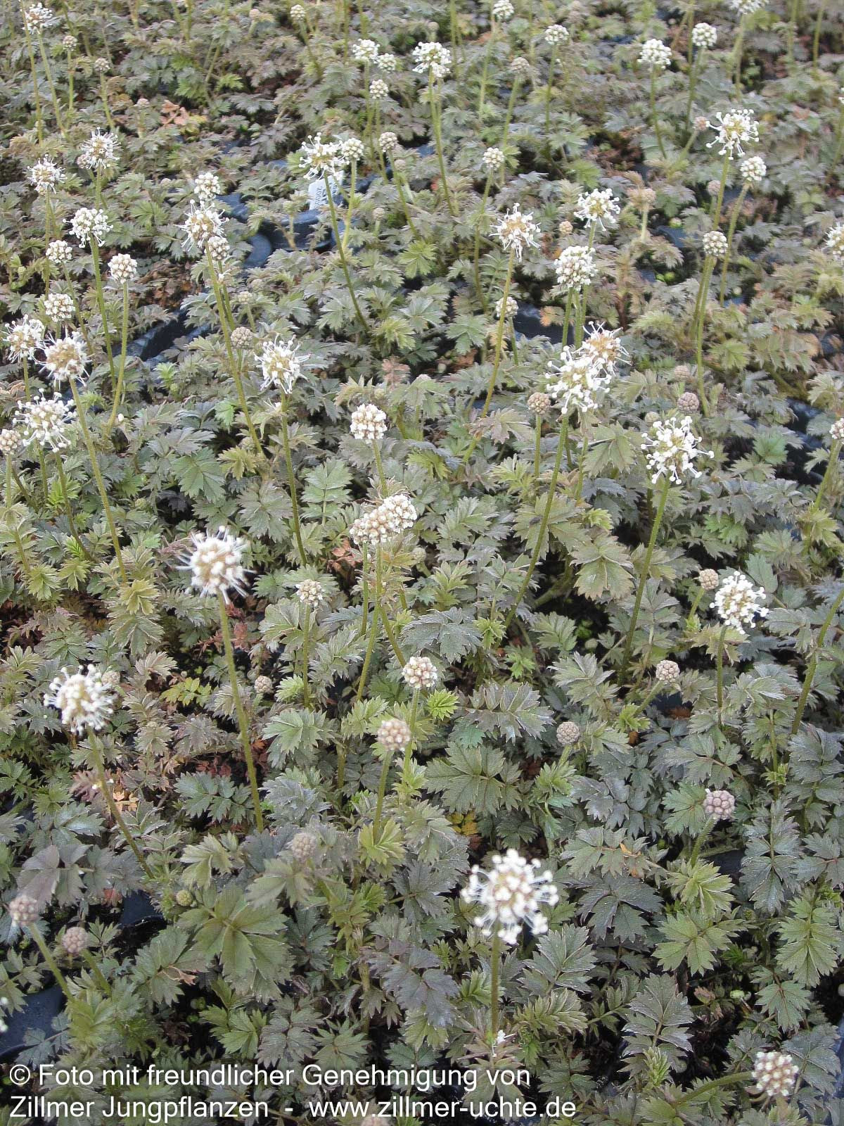 Braunrotes Stachelnüsschen 'Braune Feder' (Acaena microphylla)