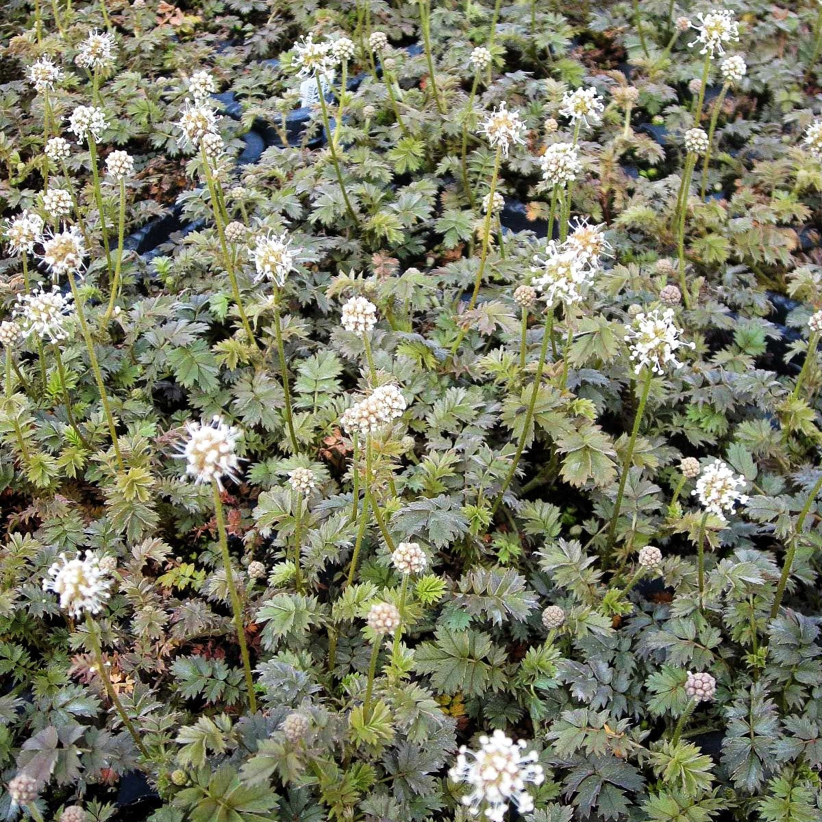Braunrotes Stachelnüsschen 'Braune Feder' (Acaena microphylla)