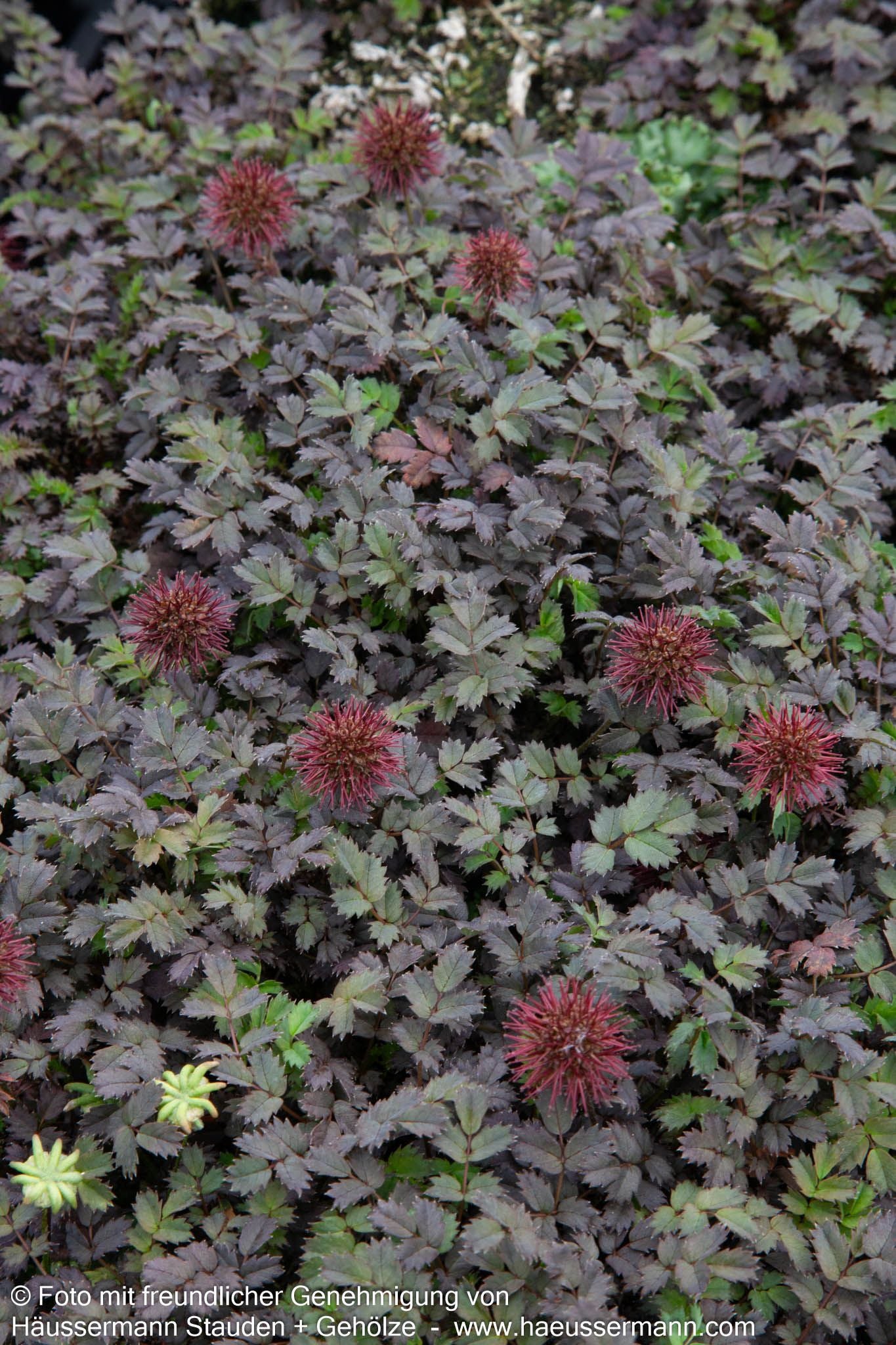 Braunrotes Stachelnüsschen 'Braune Feder' (Acaena microphylla)