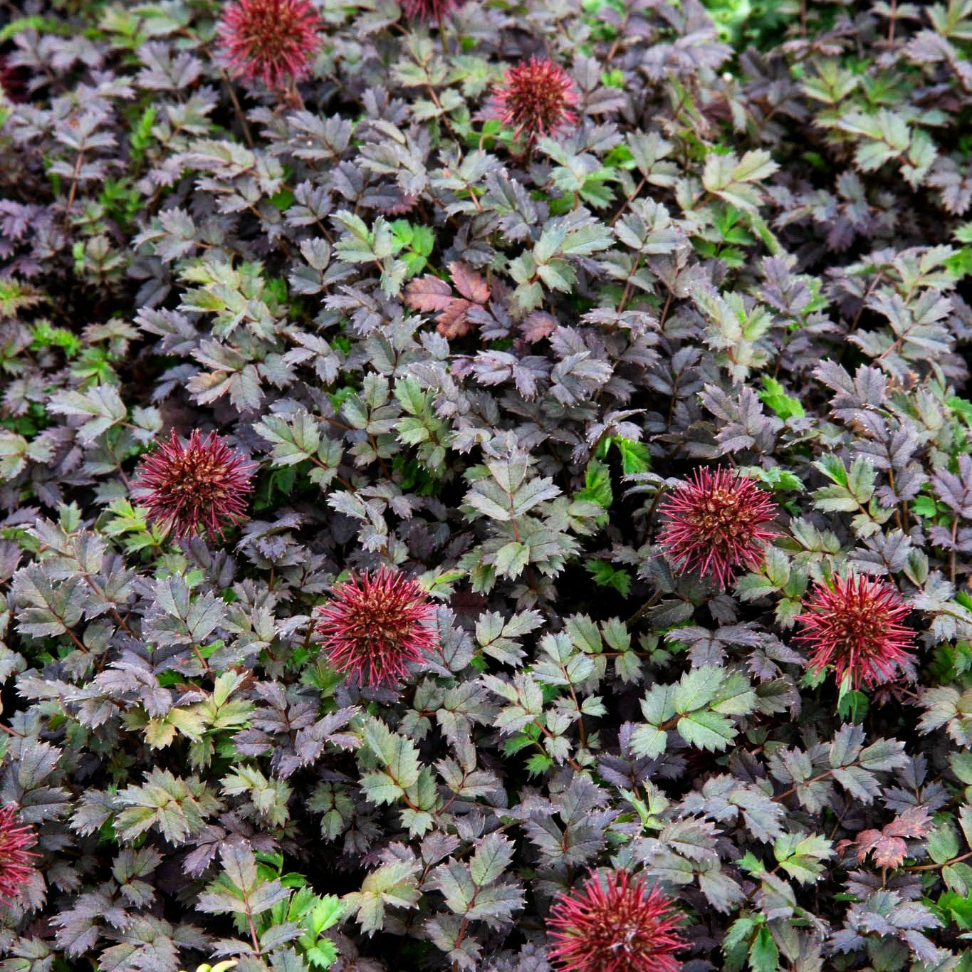 Braunrotes Stachelnüsschen 'Braune Feder' (Acaena microphylla)