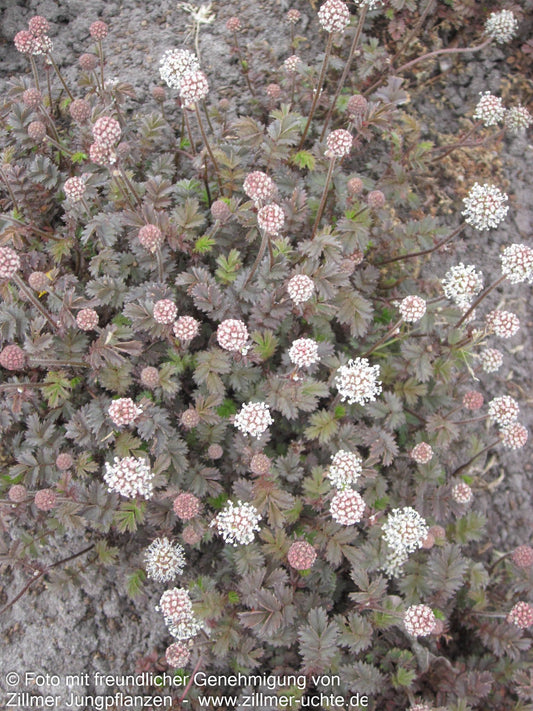 Braunrotes Stachelnüsschen 'Kupferteppich' (Acaena microphylla)