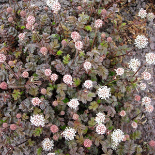Braunrotes Stachelnüsschen 'Kupferteppich' (Acaena microphylla)