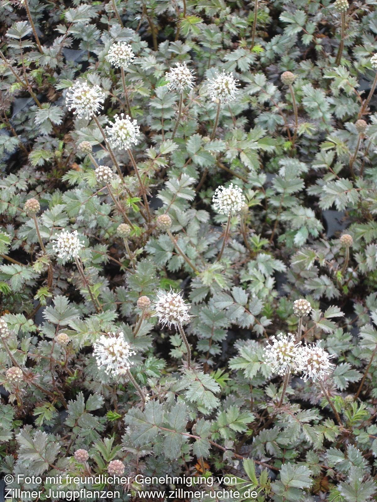 Braunrotes Stachelnüsschen 'Kupferteppich' (Acaena microphylla)