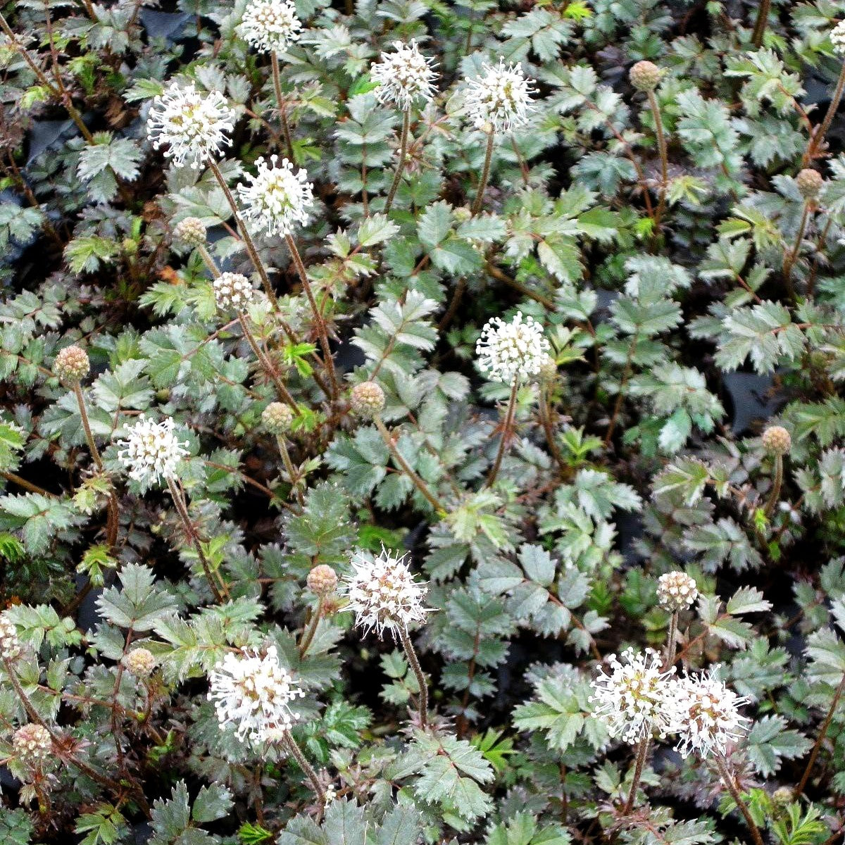 Braunrotes Stachelnüsschen 'Kupferteppich' (Acaena microphylla)