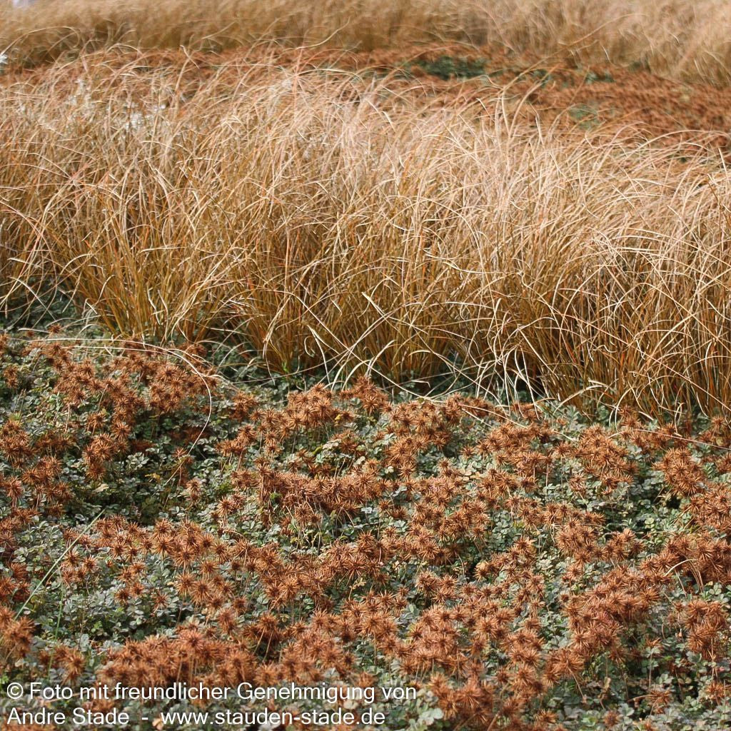 Braunrotes Stachelnüsschen 'Kupferteppich' (Acaena microphylla)