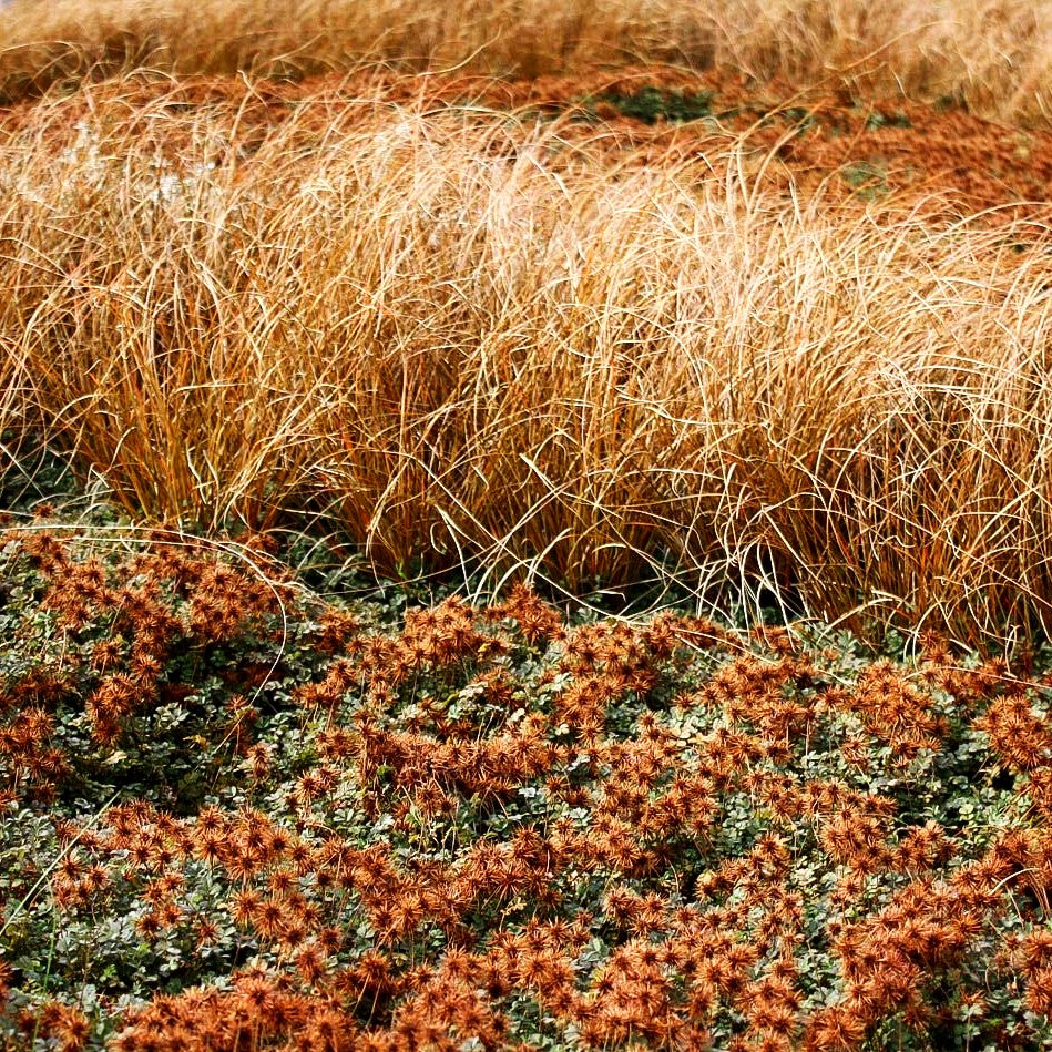 Braunrotes Stachelnüsschen 'Kupferteppich' (Acaena microphylla)