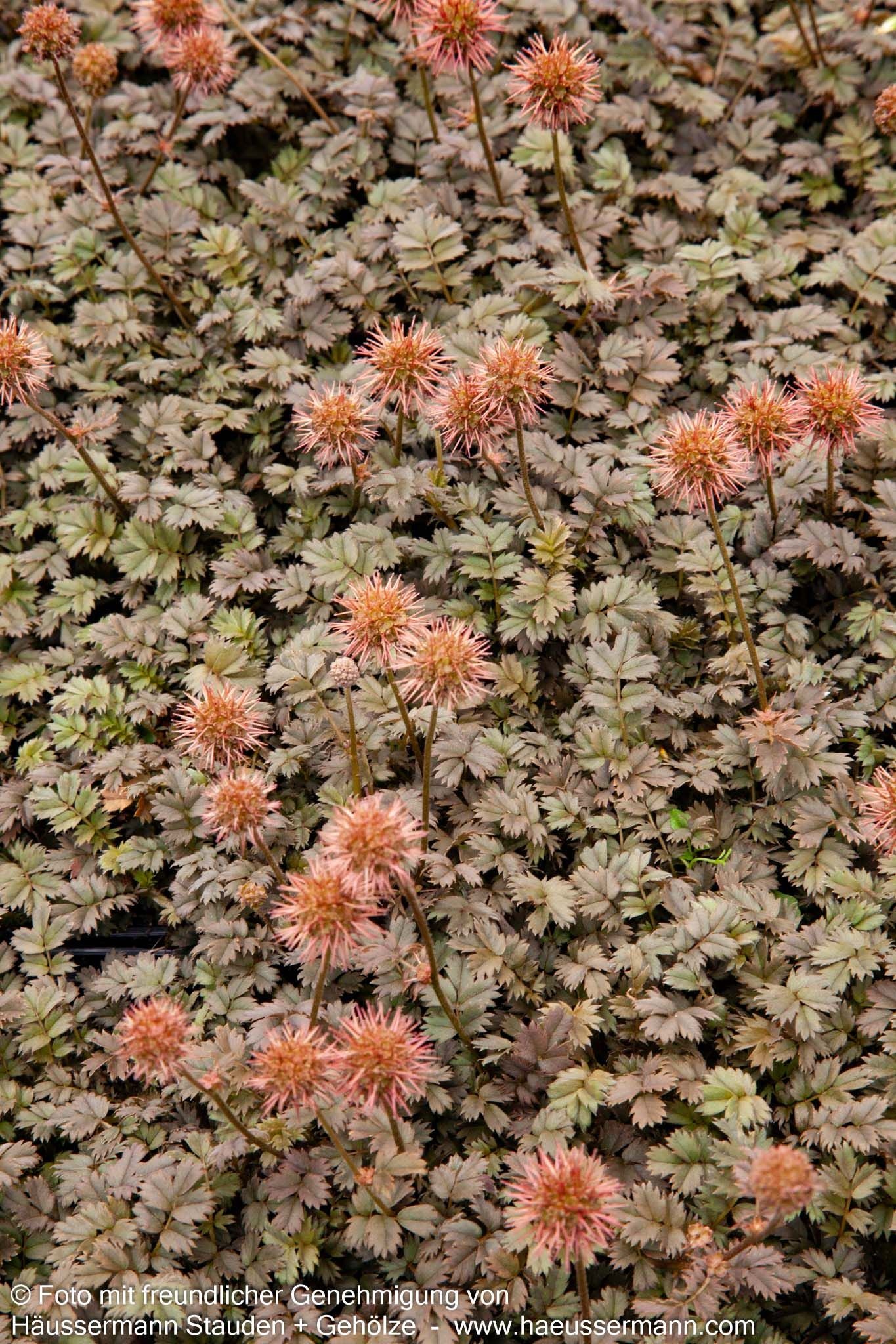 Braunrotes Stachelnüsschen 'Kupferteppich' (Acaena microphylla)
