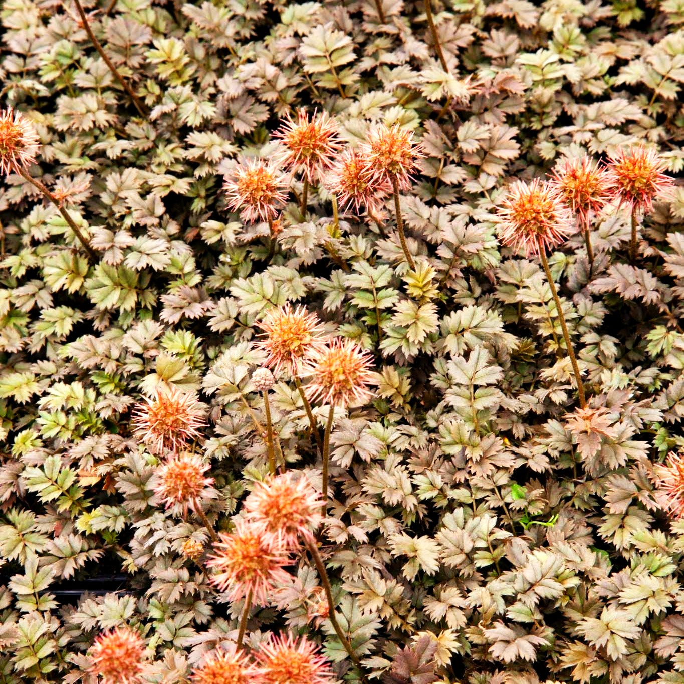 Braunrotes Stachelnüsschen 'Kupferteppich' (Acaena microphylla)