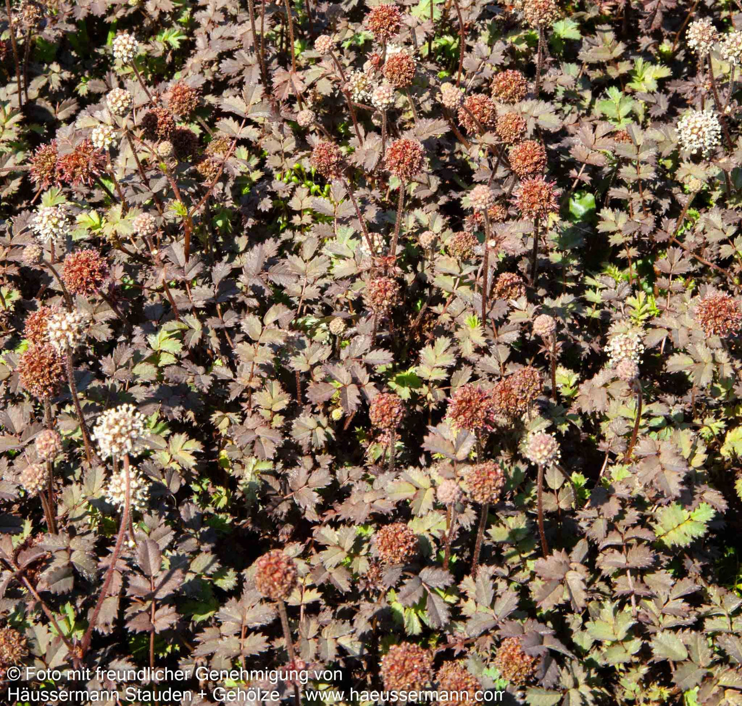 Braunrotes Stachelnüsschen 'Kupferteppich' (Acaena microphylla)
