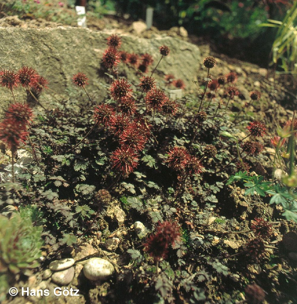 Braunrotes Stachelnüsschen 'Kupferteppich' (Acaena microphylla)