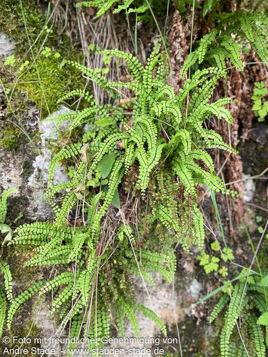 Braunstieliger Streifenfarn (Asplenium trichomanes)