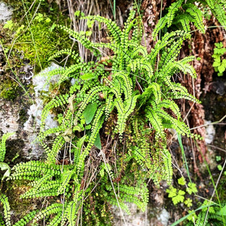 Braunstieliger Streifenfarn (Asplenium trichomanes)