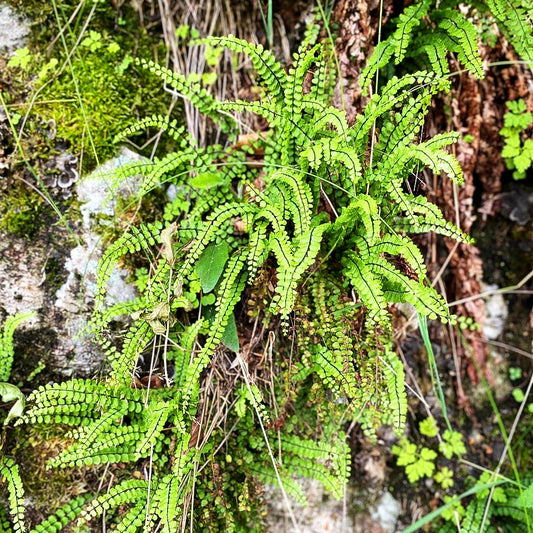 Braunstieliger Streifenfarn (Asplenium trichomanes)