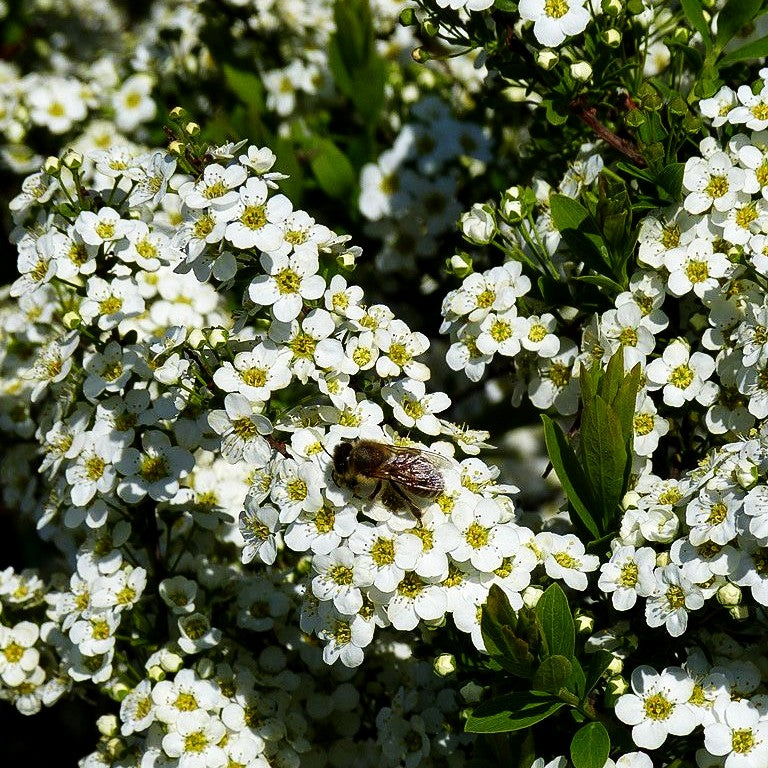 Braut-Spiere (Spiraea arguta)