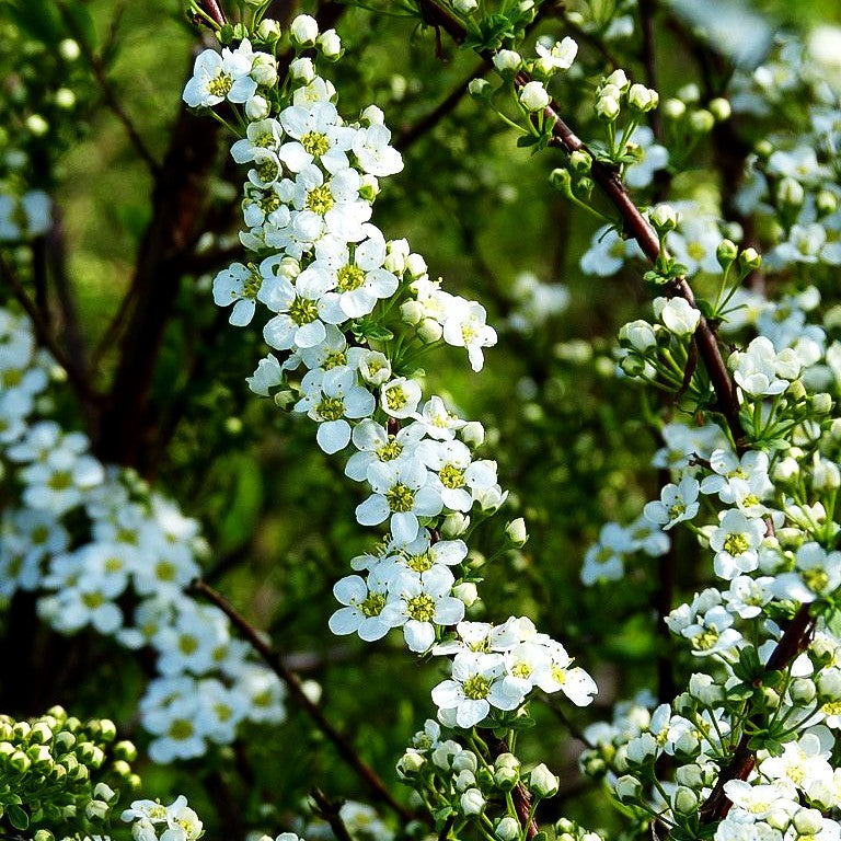 Braut-Spiere (Spiraea arguta)